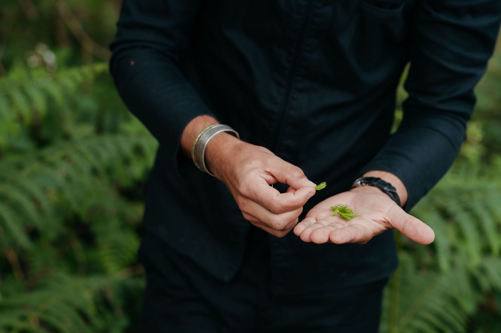 A hand examining wild ferns in their natural setting