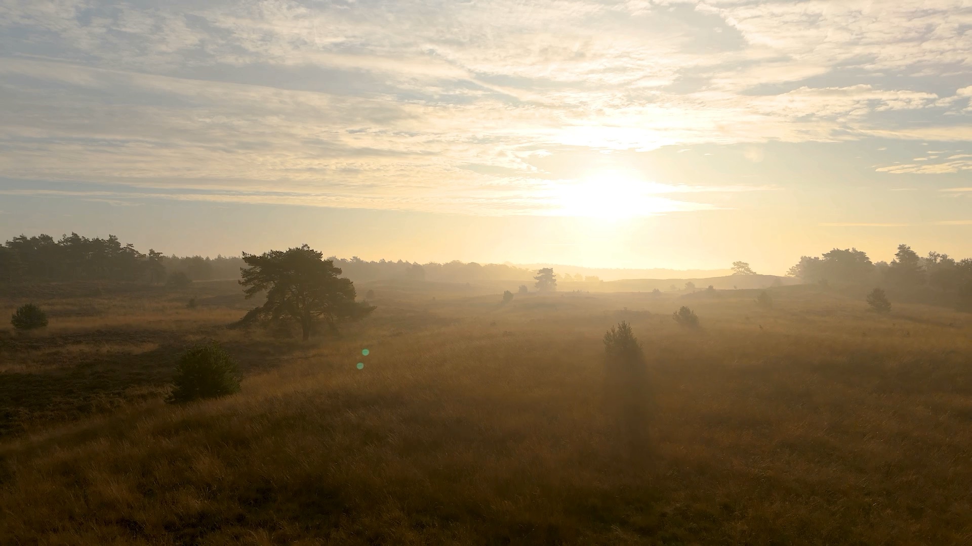 Veluwe heath at dawn